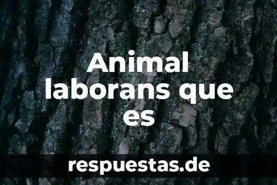 Que es una cigarra animal 4 Animal laborans que es
