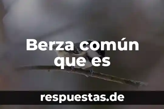Qué es el conocimiento común y sus características 4 Berza común que es