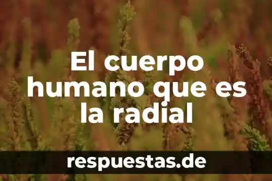 Que es un boro cuerpo 7 El cuerpo humano que es la radial