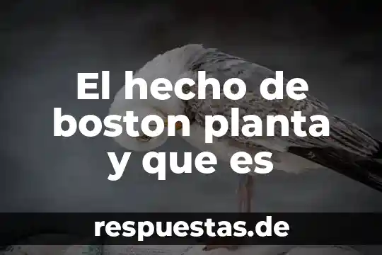 Tipo de planta que es la albahaca 3 El hecho de boston planta y que es