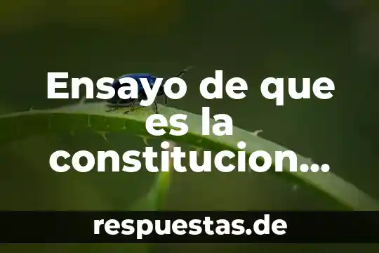 Por que es buena la libertad 8 Ensayo de que es la constitucion de lasalle