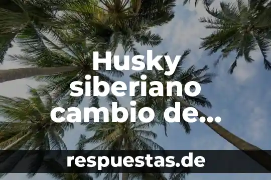 Que es el punto linea plano color 5 Husky siberiano cambio de color que es heterocromía de ojos