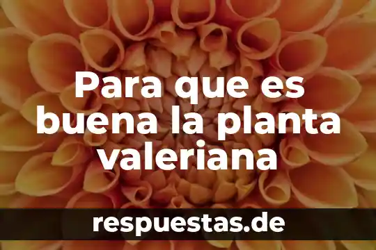 Que es gerencia de planta 5 Para que es buena la planta valeriana