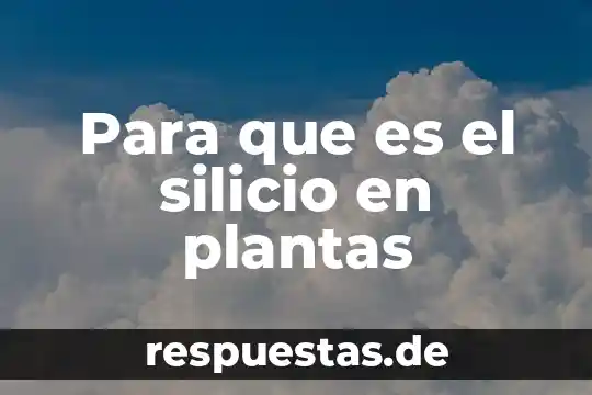 Para que es el silicio en plantas