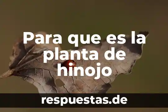 ¿Qué es árbol planta hulífera? 6 Para que es la planta de hinojo