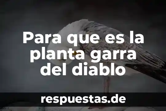 Qué es una planta monocotiledonea ejemplos 3 Para que es la planta garra del diablo