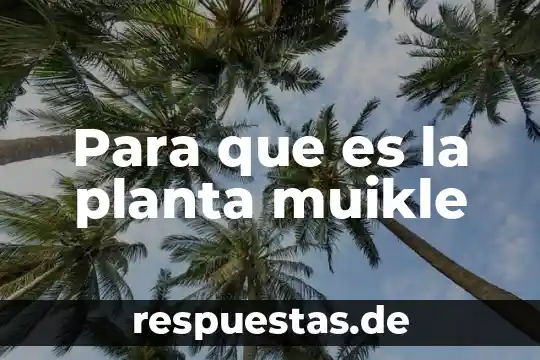 El hecho de boston planta y que es 5 Para que es la planta muikle