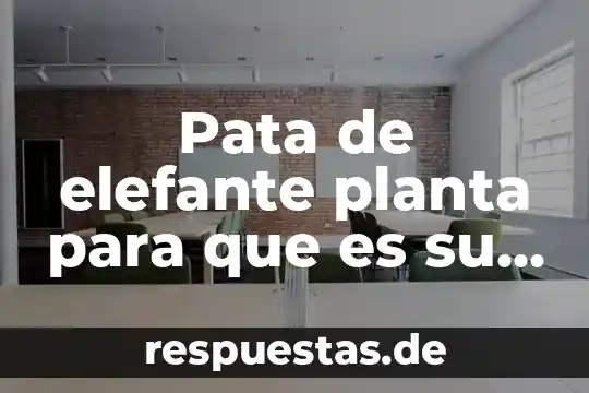 Qué es una planta monocotiledonea ejemplos 5 Pata de elefante planta para que es su consumo
