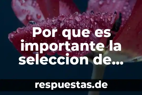 Por que es importante la sibilidad 6 Por que es importante la seleccion de proveedores