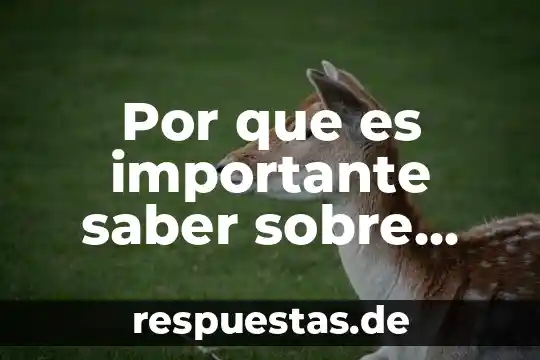 Buscamos amor sin saber lo que es 3 Por que es importante saber sobre presupuestos