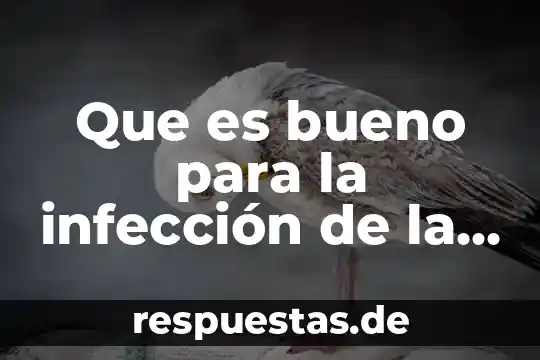 Que es bueno para mi cachorro con congestión y gripe 4 Que es bueno para la infección de la gripe