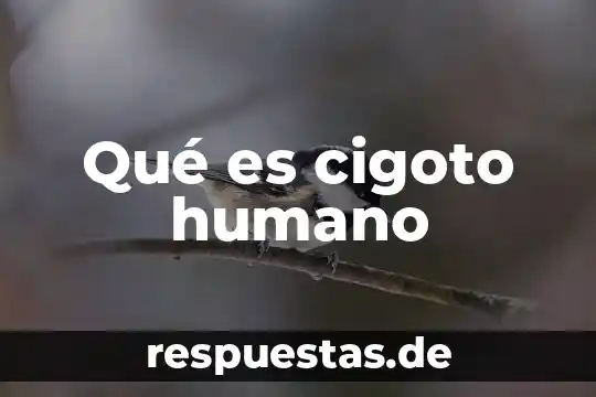 ¿Qué es el ser humano? 5 Qué es cigoto humano