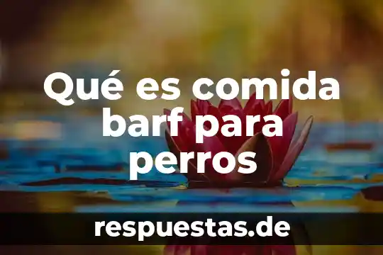 Nombre de la comida que es papa con queso gratinado 3 Qué es comida barf para perros
