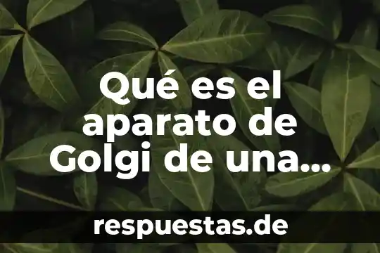 ¿Qué es la célula animal? 7 Qué es el aparato de Golgi de una célula