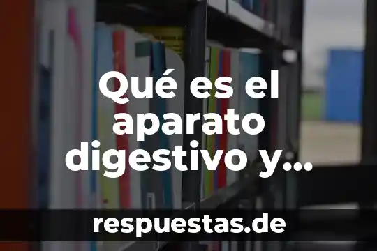 Que es la función del sistema digestivo yahoo 7 Qué es el aparato digestivo y cuáles son sus funciones