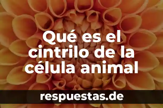 Por que el hombre se dice que es animal 8 Qué es el cintrilo de la célula animal