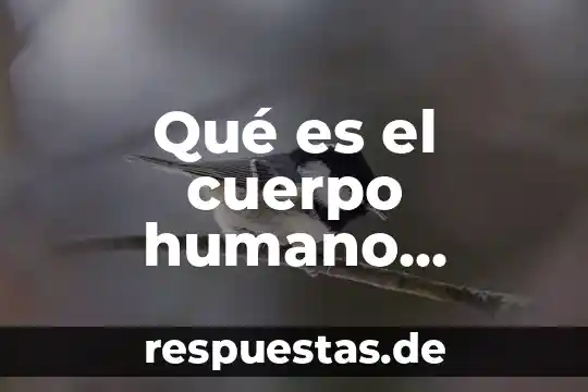 Qué es el cuerpo humano cuerpo humano