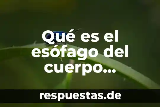 Que es una vacuna en el cuerpo brainly 8 Qué es el esófago del cuerpo humano