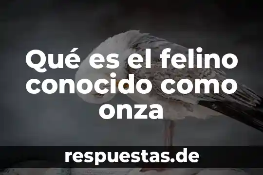 Voltaire poca que es conocido 5 Qué es el felino conocido como onza
