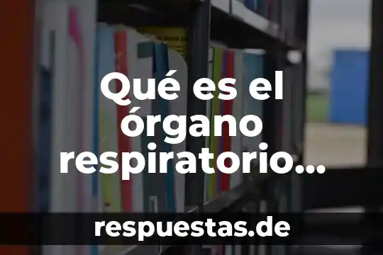 Qué es bueno para la piel irritada 3 Qué es el órgano respiratorio cutis o piel