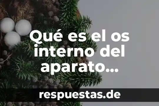 Sistema reproductor que es 8 Qué es el os interno del aparato reproductor femenino