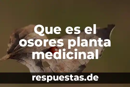 Que es una planta fisica 4 Que es el osores planta medicinal