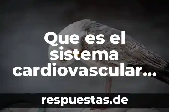 Tipo de sistema que es el universo 5 Que es el sistema cardiovascular y como esta compuesto