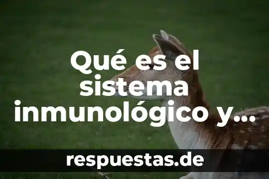 Que es el sistema inmunologico como es el procrso inmunologico 4 Qué es el sistema inmunológico y cómo cuidarlo