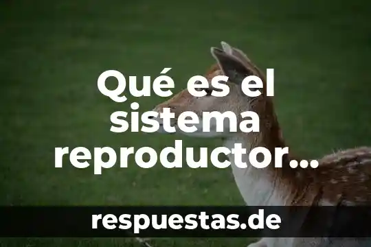 Sistema reproductor que es 5 Qué es el sistema reproductor masculino