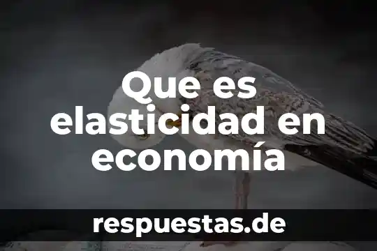 Que es elasticidad en economía