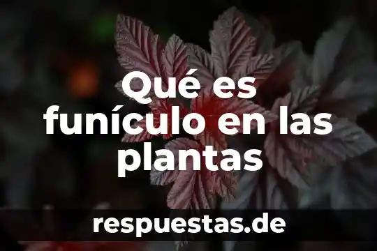 Qué es funículo en las plantas