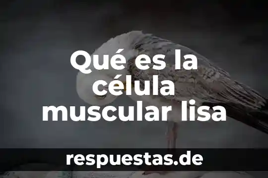 Que es una infografía celula animal vs vegetal 7 Qué es la célula muscular lisa