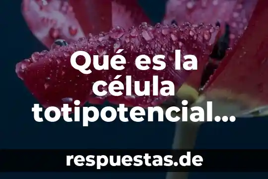 Que es un compartimiento de la celula 8 Qué es la célula totipotencial hematopoyética