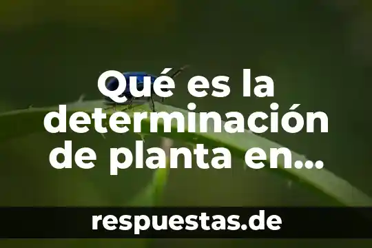 Escala de la planta que es 4 Qué es la determinación de planta en una microempresa ejemplo