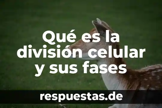 Que es tildar en un celular 3 Qué es la división celular y sus fases