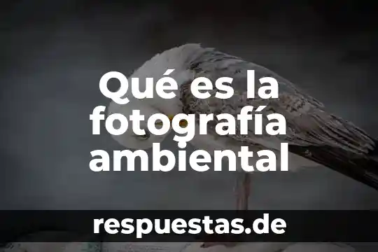 Que es manejo ambiental 7 Qué es la fotografía ambiental