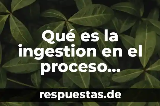Que es la función del sistema digestivo yahoo 6 Qué es la ingestion en el proceso digestivo