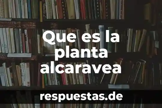 Qué es una planta monocotiledonea ejemplos 4 Que es la planta alcaravea