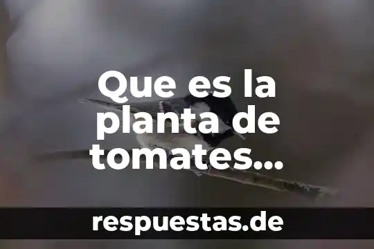 Qué es una técnica para la consolidación del pensamiento abstracto 6 Que es la planta de tomates verdes
