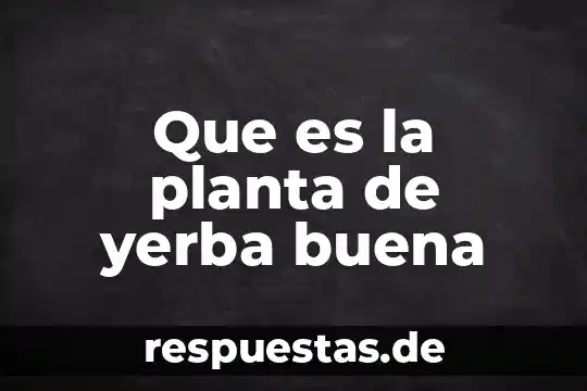 Que es la planta sanagachi 7 Que es la planta de yerba buena