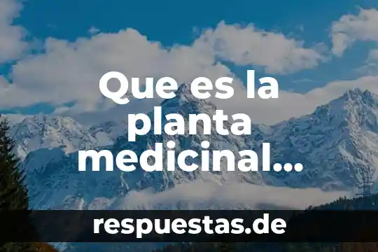 Que es librabza en la planta de emergencia 8 Que es la planta medicinal hinojo
