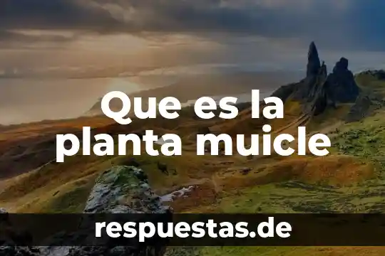 Que es gerencia de planta 4 Que es la planta muicle