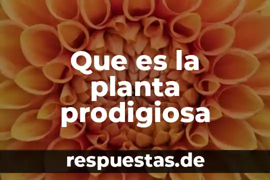 El hecho de boston planta y que es 6 Que es la planta prodigiosa
