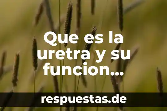Sistema reproductor que es 6 Que es la uretra y su funcion aparato reproductor femenino