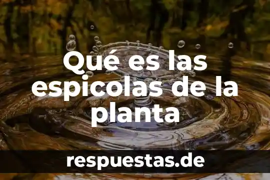 Que es la planta de solvo 3 Qué es las espicolas de la planta