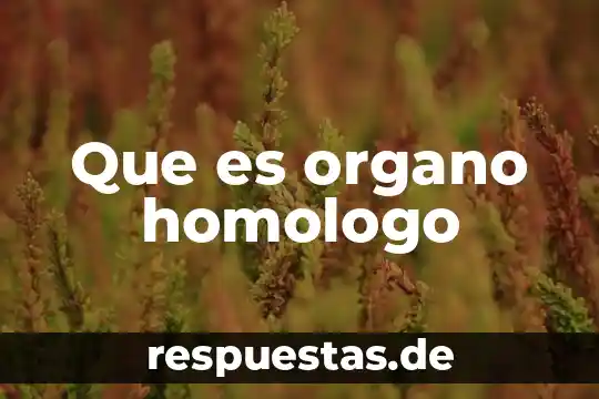 El órgano de fiscalización de una sociedad 3 Que es organo homologo
