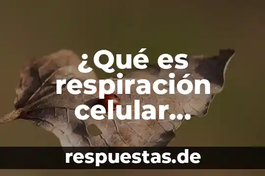 Qué es nombres propios en inglés 3 ¿Qué es respiración celular aeróbica y anaeróbica?