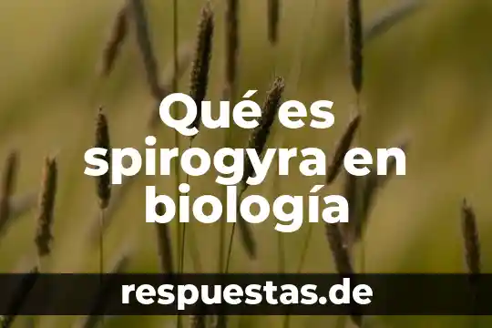 Qué es arquivoltas en arquitectura 8 Qué es spirogyra en biología