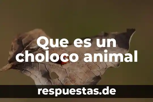 Que es una clase de animal 5 Que es un choloco animal