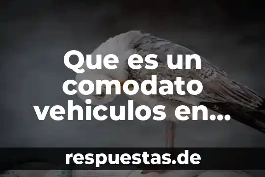 Palabras para decir que es el carnaval en mexico 8 Que es un comodato vehiculos en mexico